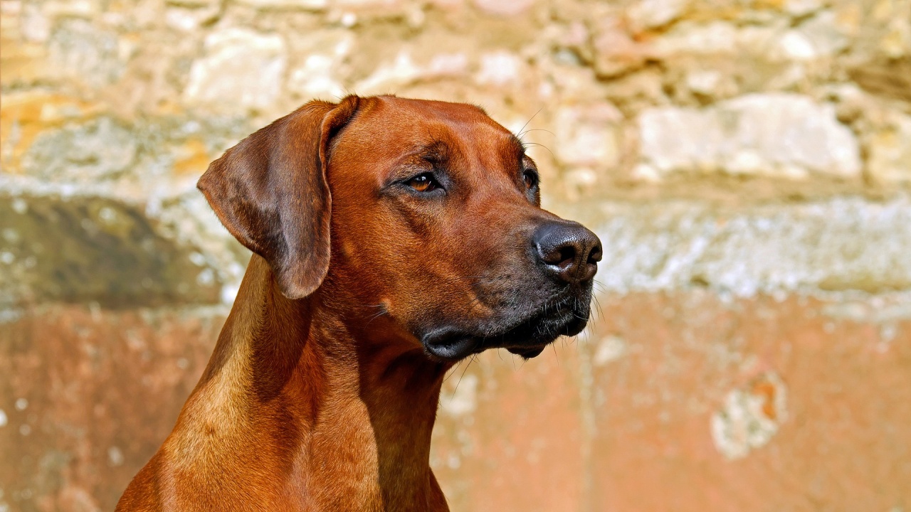 Кучета тормозят от години хората в ивайловградското село Горноселци