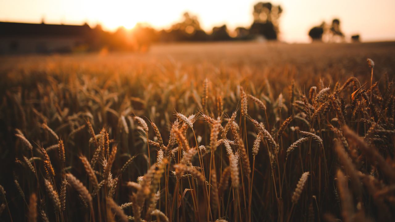 Бум на цената и на пшеницата. Държавата купува 1,5 млн. тона