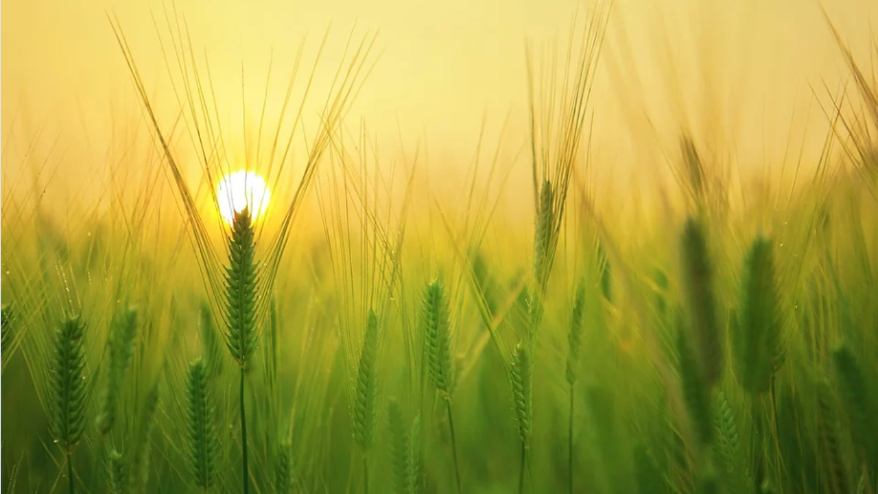 Масивите с пшеница и ечемик в Добричко се развиват добре, но настъпва засушаване