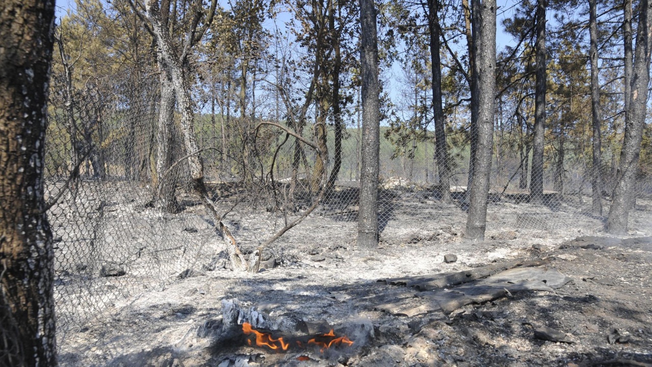 40 декара иглолистна гора изгоряха при пожар край монтанското село Драганица