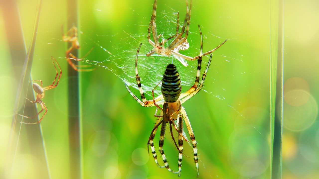 Регистрирани са 50 хиляди различни вида паяци