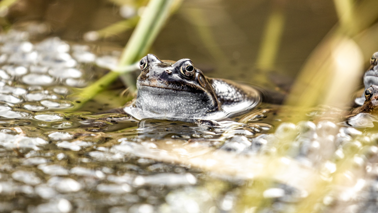 Шест нови вида жаби са открити в Мексико