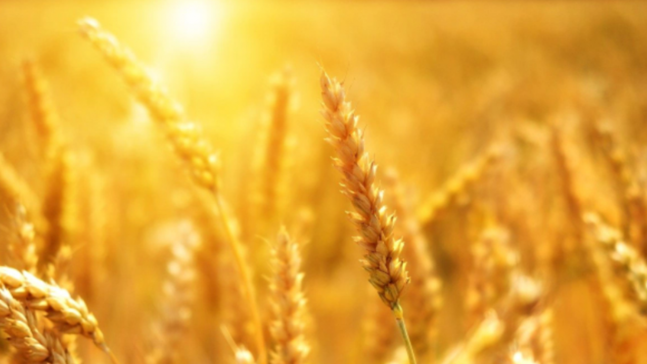 Г-7 разкритикува решението на Индия да забрани износа на пшеница