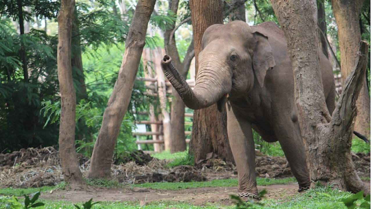 Слон уби жена и оскверни трупа ѝ по време на погребението