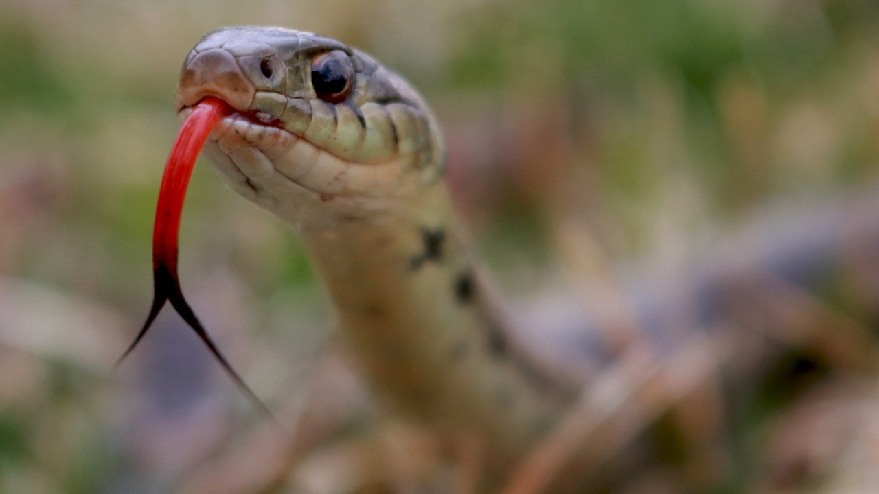 Опасност от змии: Ето как да различим ухапването на отровните