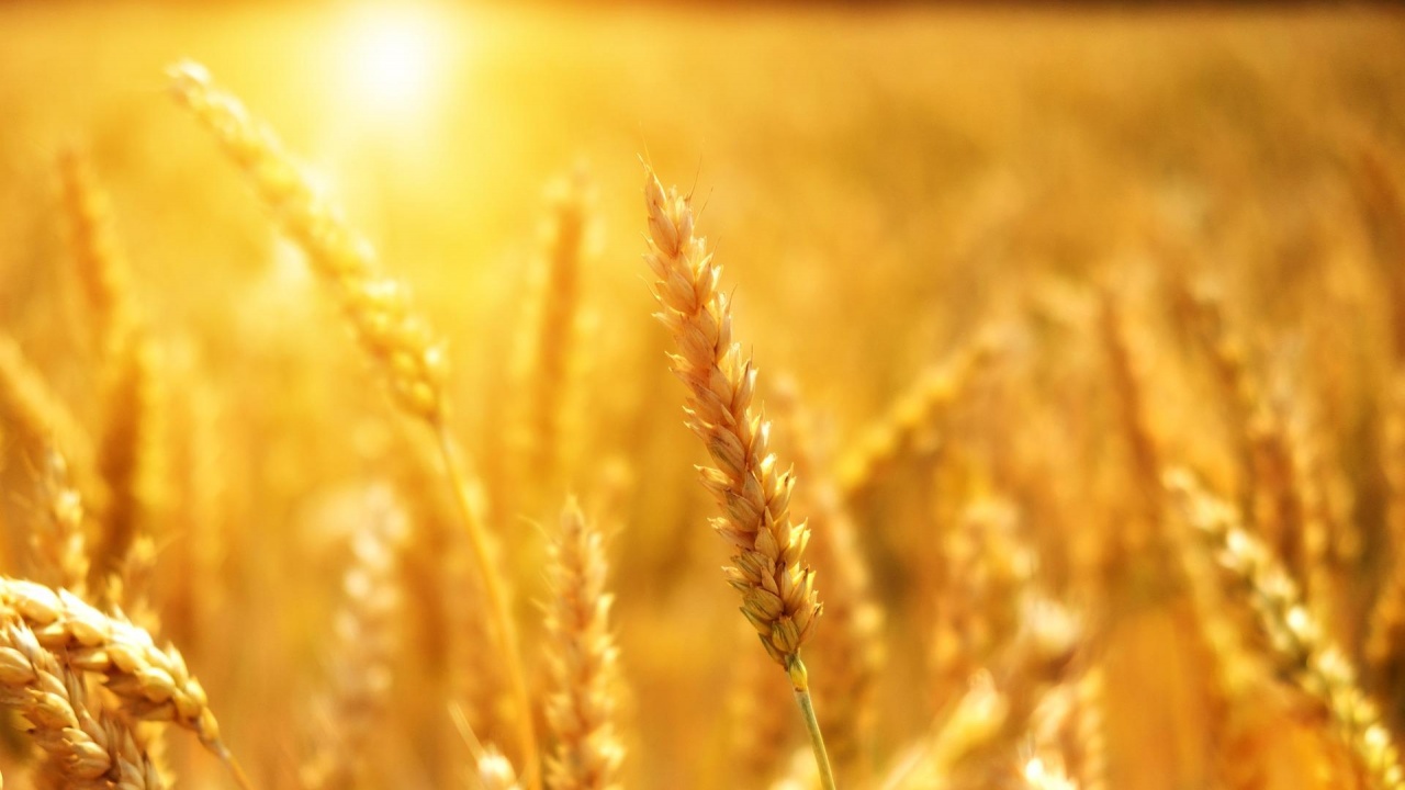 Гърция е готова да съдейства за превоз и съхранение на зърно от Украйна