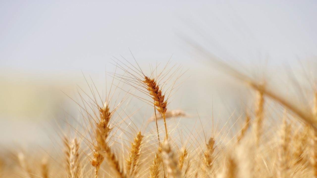 Заради сушата в Италия: По-слаба реколта с до 45%