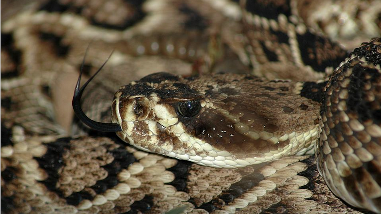 Гърмящите змии вероятно са единствените, доволни от климатичните промени