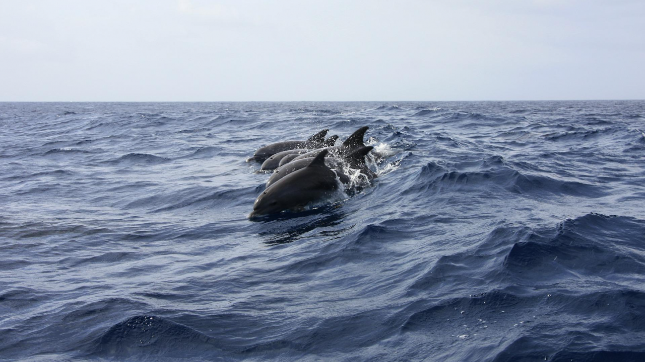 Спасителни екипи се опитват да освободят осем делфина в Окланд