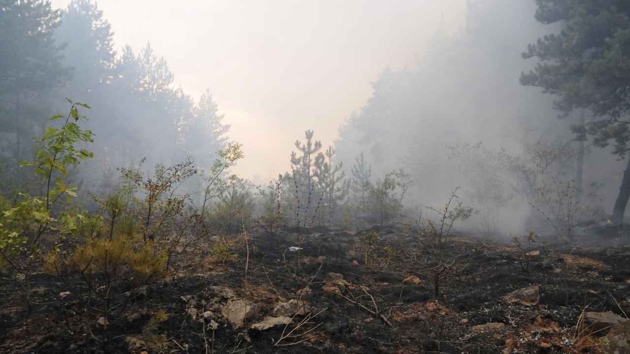 Възобновени са част от огнищата на пожара край харманлийското село Изворово