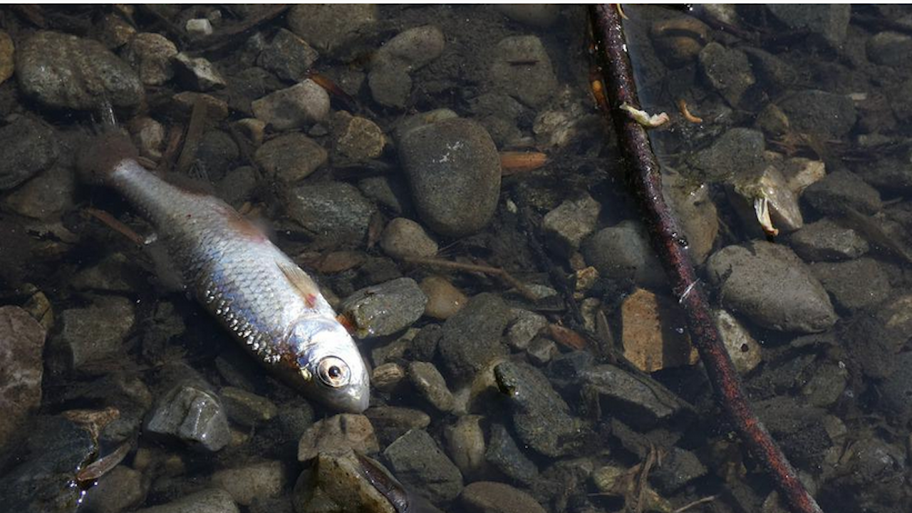 Унищожават над 20 тона мъртва риба от рибарниците в Искрец