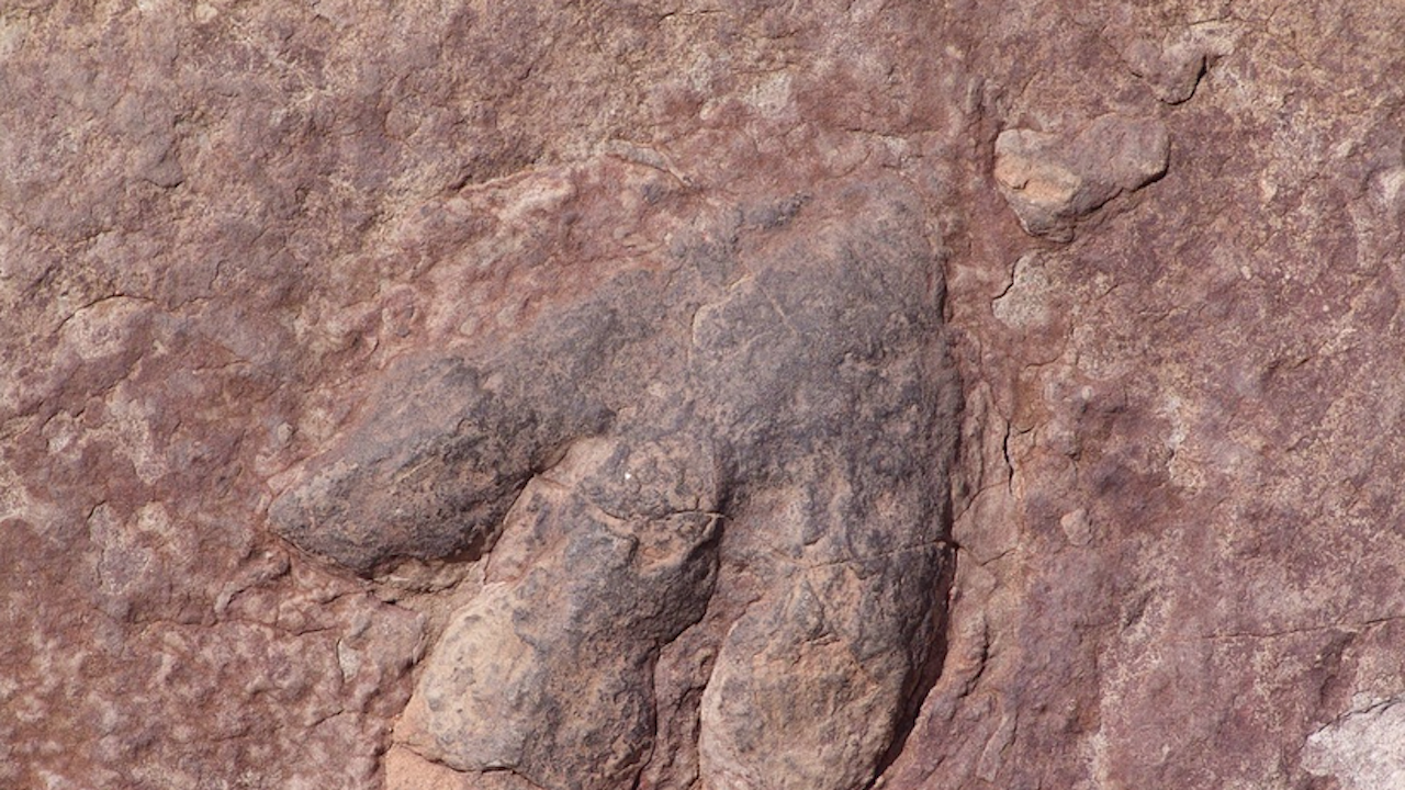 Пресъхнало речно корито разкри динозавърски стъпки на 113 млн. години