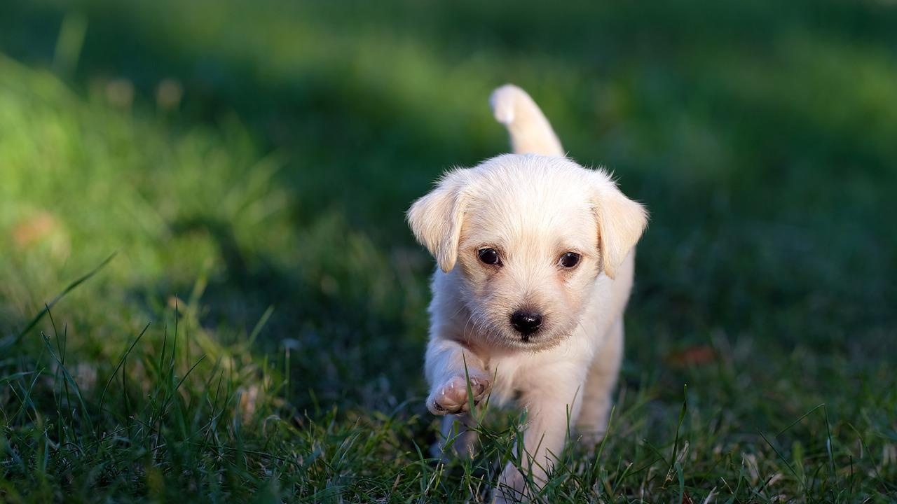 Малки кученца в САЩ умират от мистериозна болест