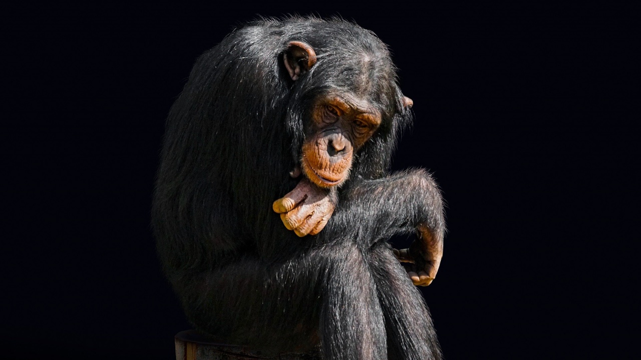 Поведението на приматите се променя заради изолацията през пандемията