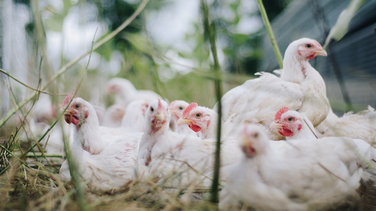 Нидерландия унищожава около 102 000 пилета заради птичи грип
