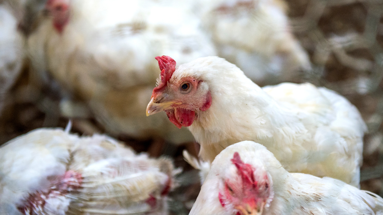 В Нидерландия умъртвиха 25 000 кокошки, за да овладеят ново гнездо на птичи грип