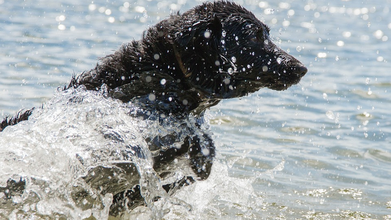 Куче се изкъпа в едно от Седемте рилски езера