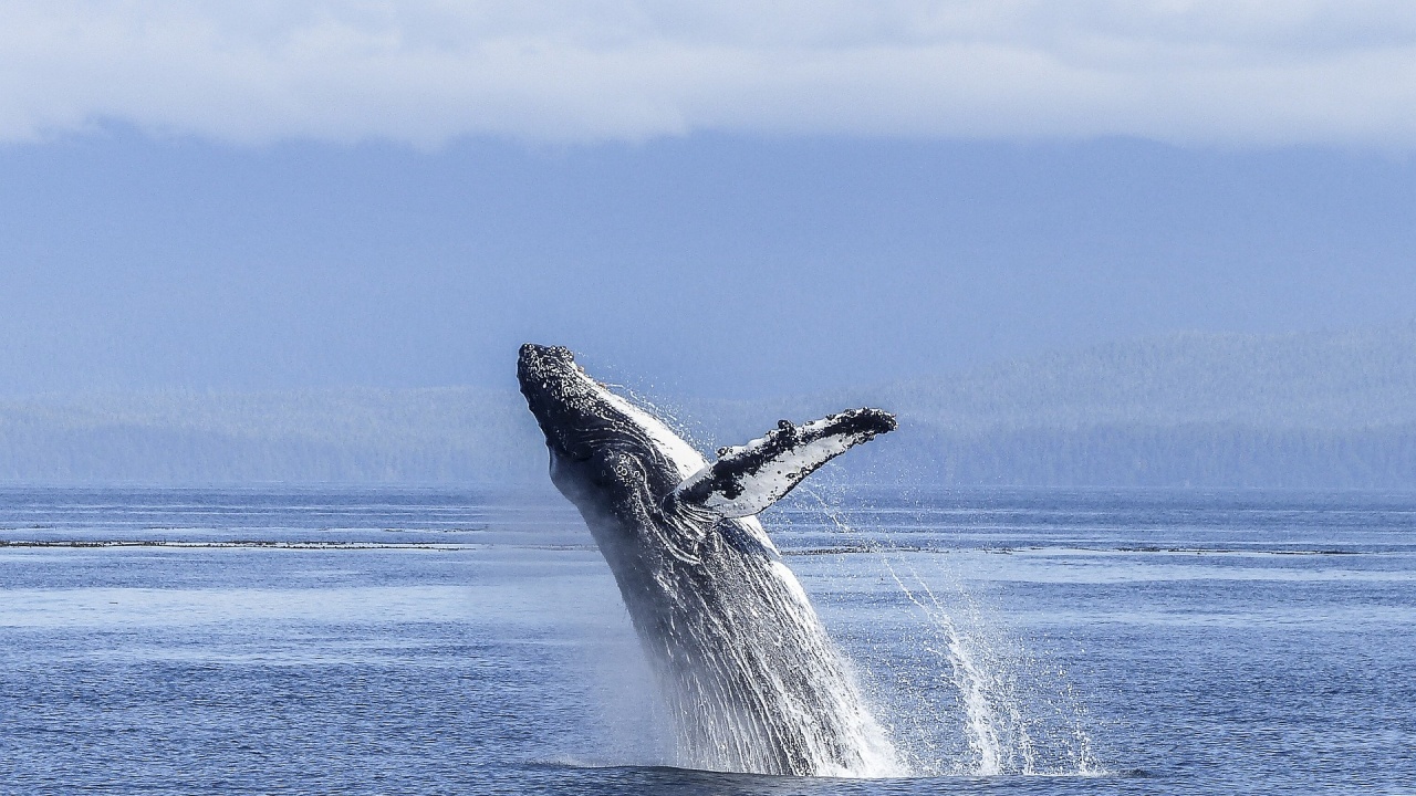Сините китове поглъщат по 10 млн. микрочастици пластмаса на ден
