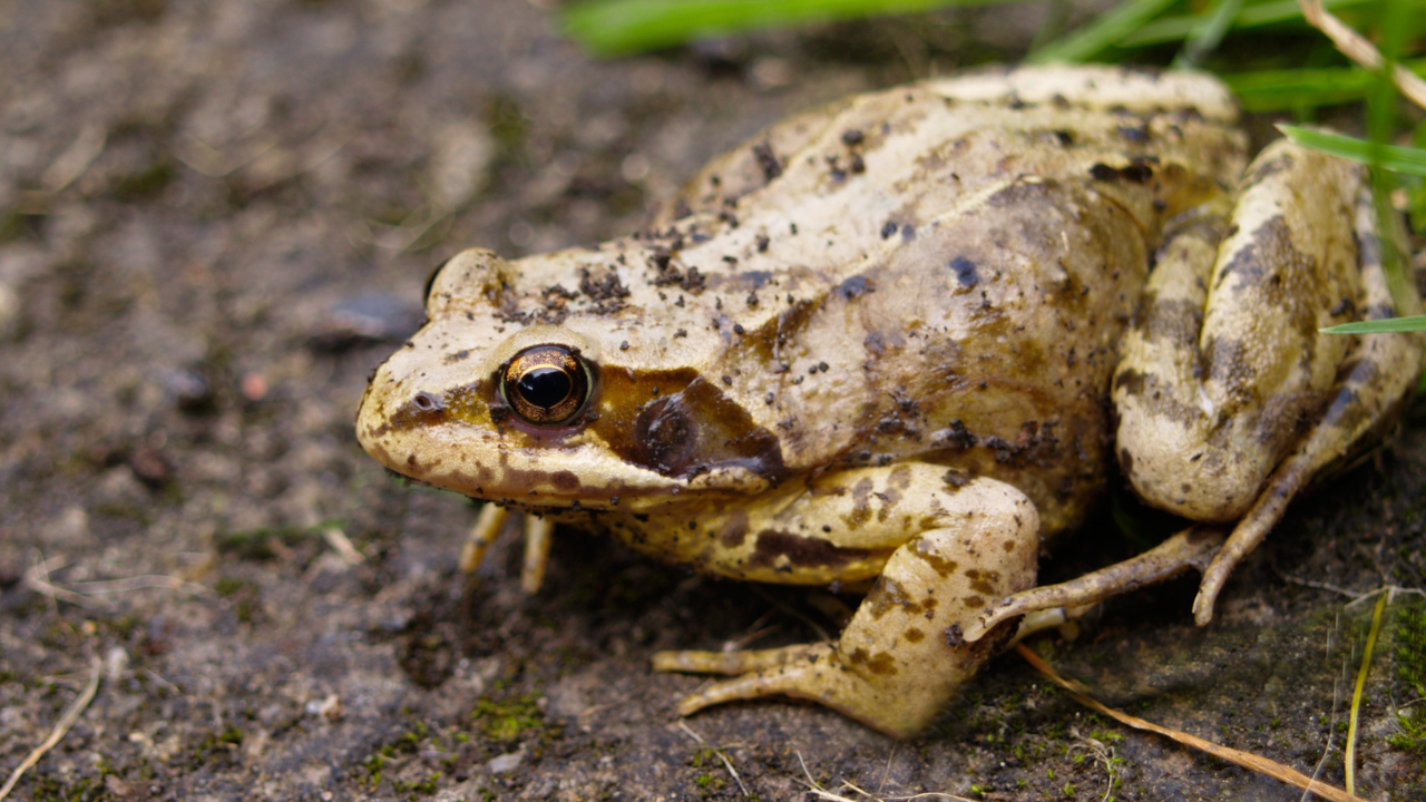 САЩ: Не ближете тази жаба!