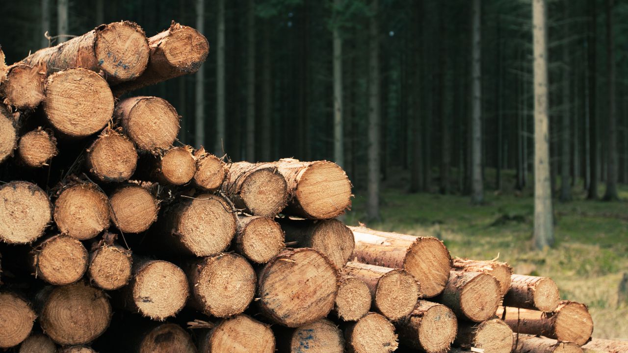 ВМРО: Да се разреши контролирано събиране на падналата суха дървесина