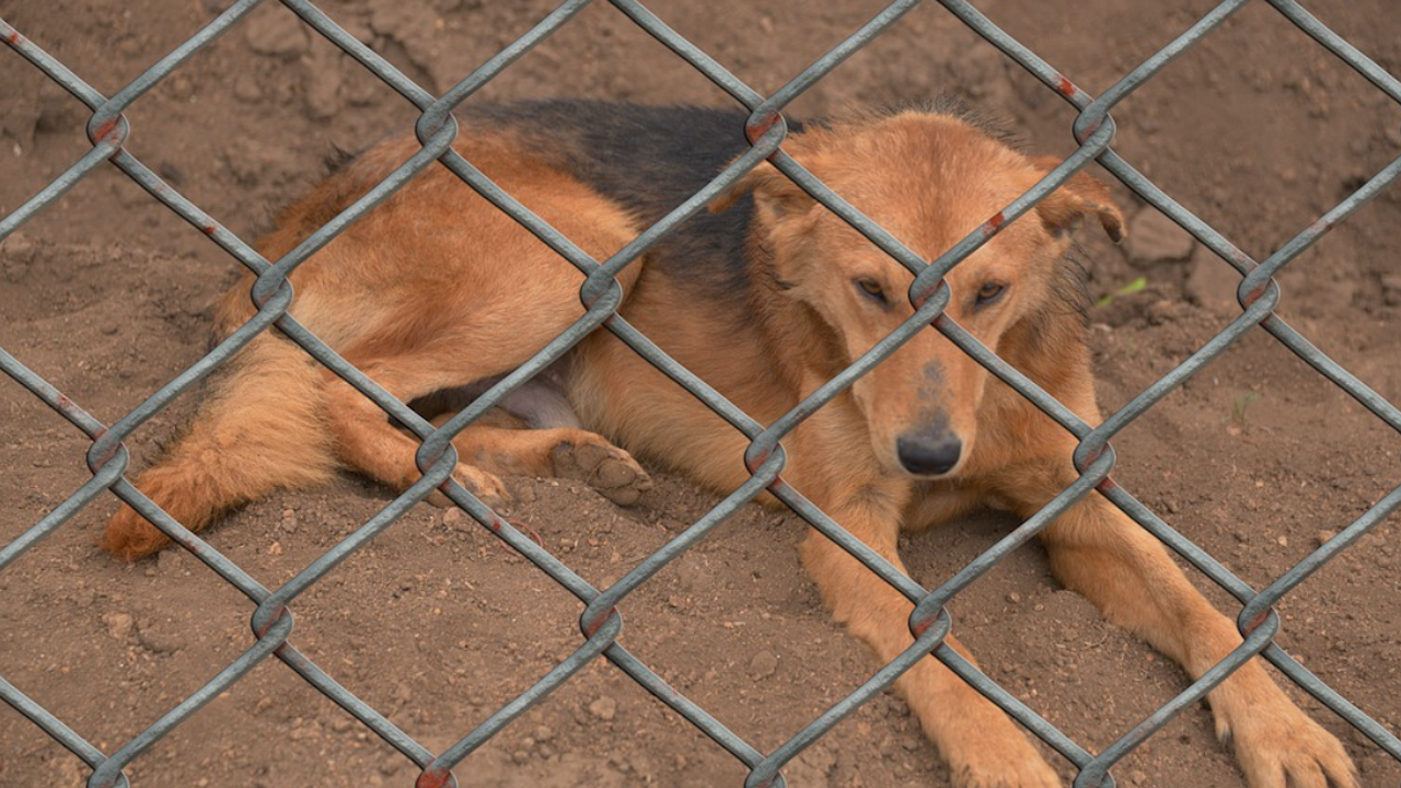 Експерти ще изготвят проекта за кучешкия приют на Кърджали