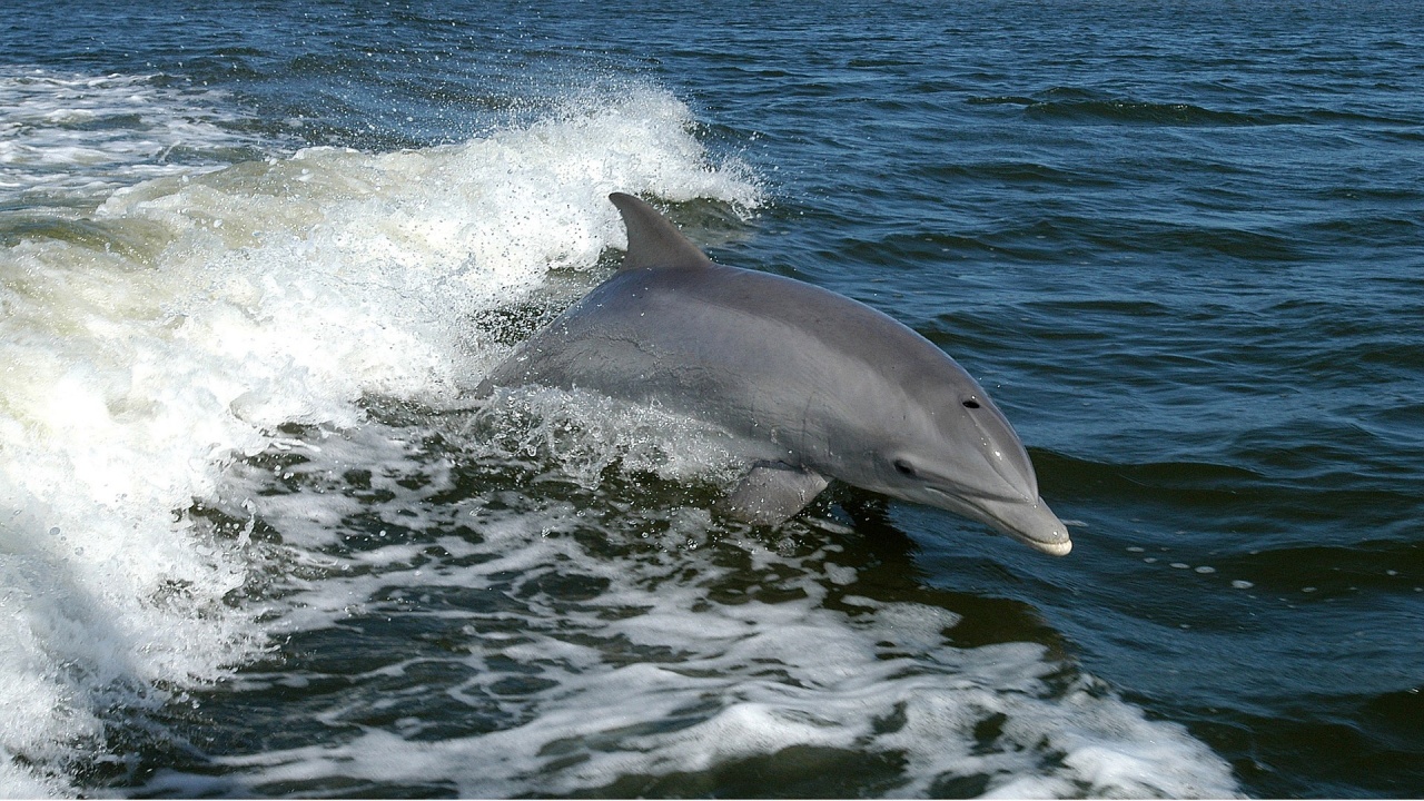 Над 50 000 делфини в Черно море са загинали заради войната в Украйна