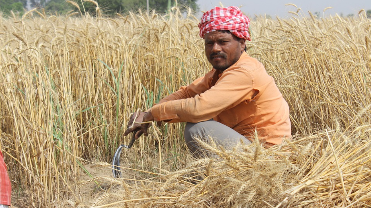 Индия: ГМО културите са важни за продоволствената ни сигурност
