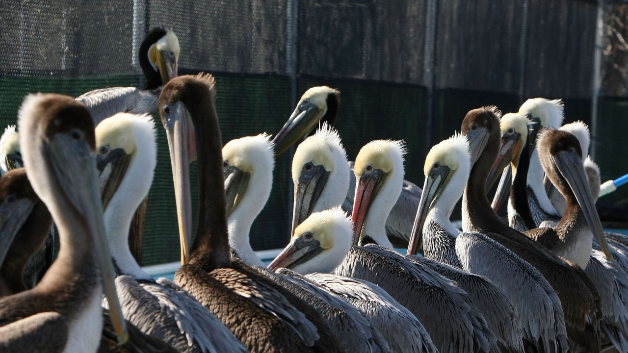 Птичи грип убива пеликани във Венецуела