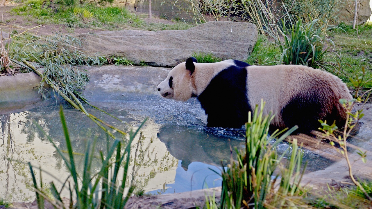 Пандите от Единбургския зоопарк ще се завърнат в Китай тази година
