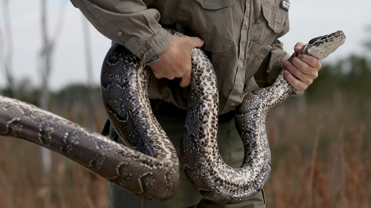 Змиите еволюират бързо, за да поглъщат по-едра плячка