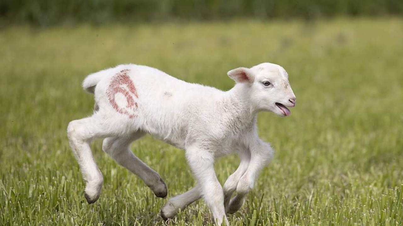 Агне с шест крака се роди във ферма в Германия