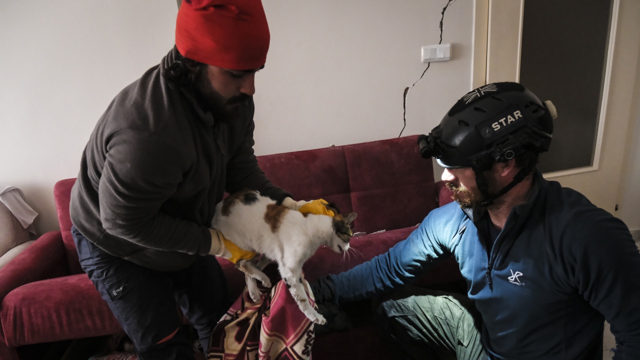 Издирват се оцелели домашни любимци след земетресенията в Турция