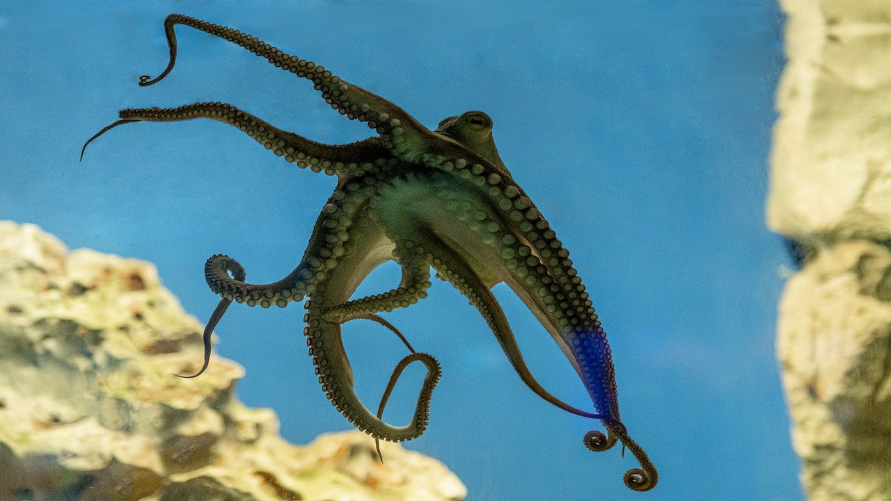 Учени разработиха модел на движенията на пипалата на октоподите