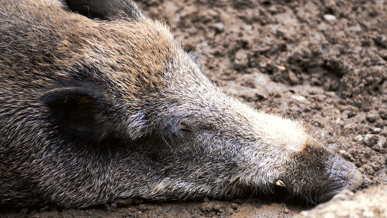 Полша установи огнище на африканска чума при диви свине