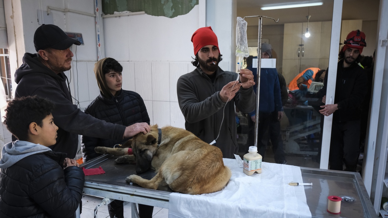 „Четири лапи“ предоставя храна и лечение на животни, пострадалите от земетресенията в Турция и Сирия