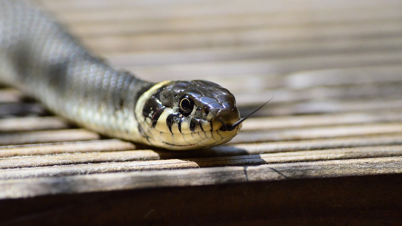 Кошмар: Жена намери змия в леглото си