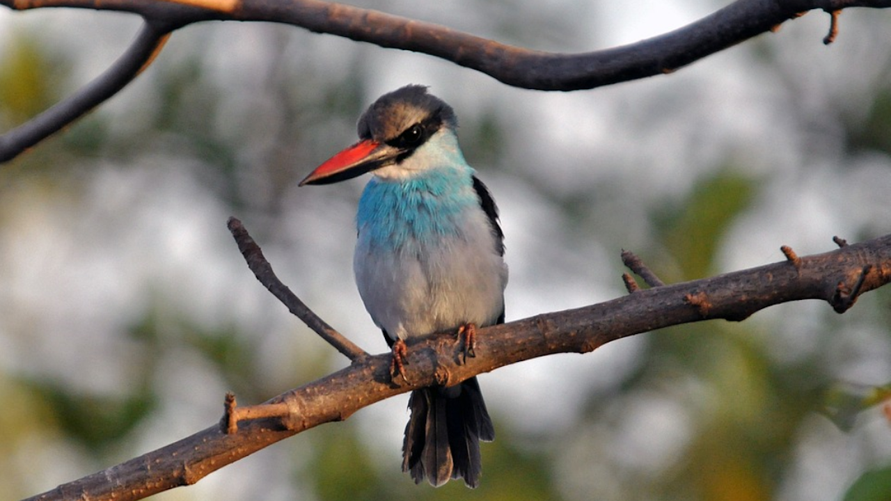 Гамбия потвърди птичи грип в резерват за диви птици близо до столицата