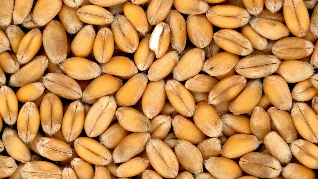 Понижение на цените на повечето от основните зърнени култури на световните борси