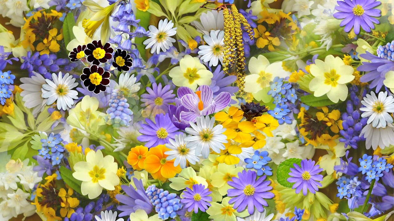 Враца посреща празниците с площад с хиляди цветя