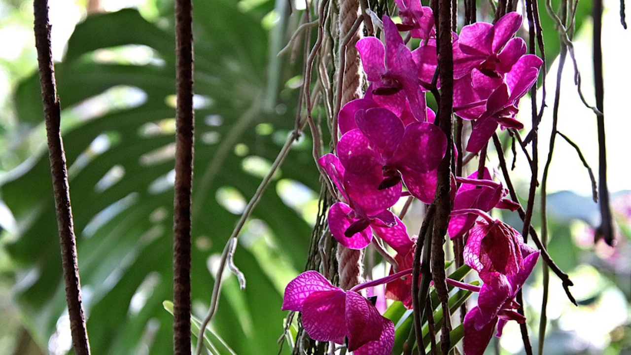 Ботаническата градина на БАН организира пролетни срещи с растенията