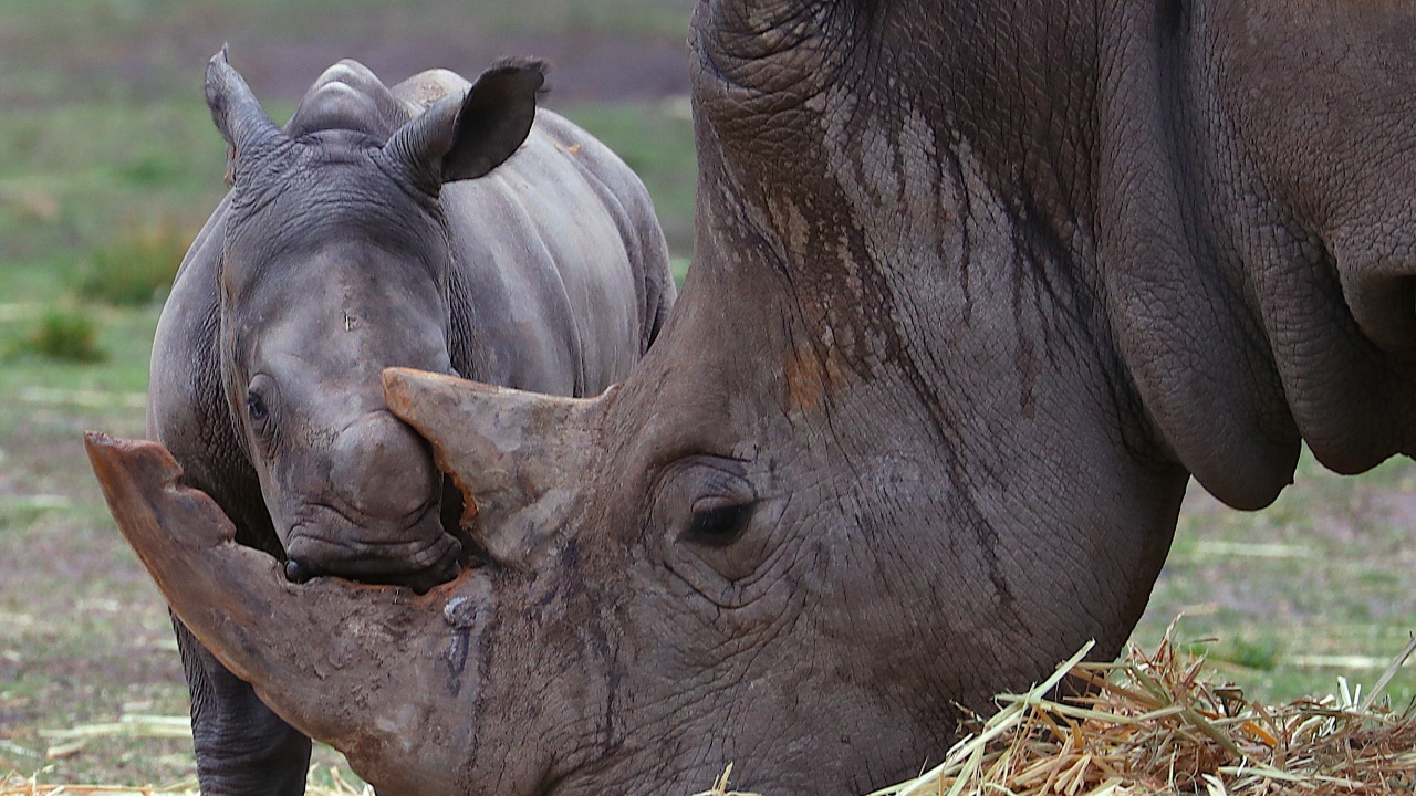 Най-големият резерват за носорози в света се продава на търг