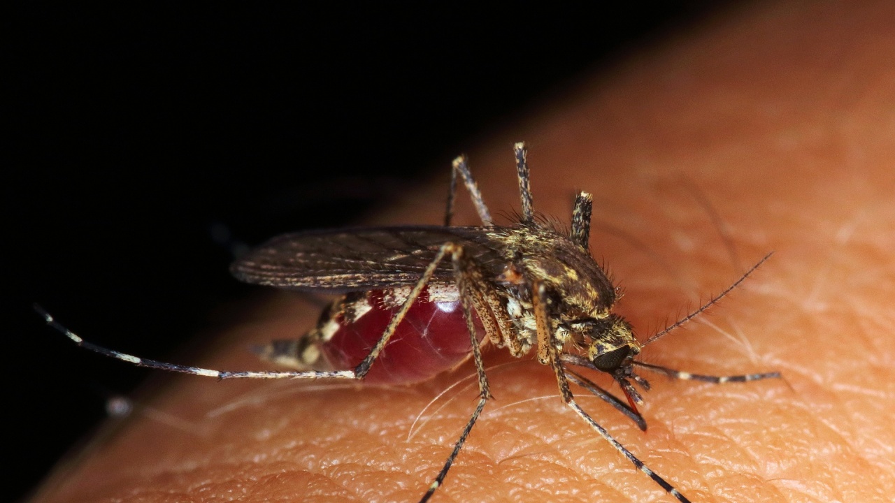 Борбата срещу комари в Русе започна, макар и късно