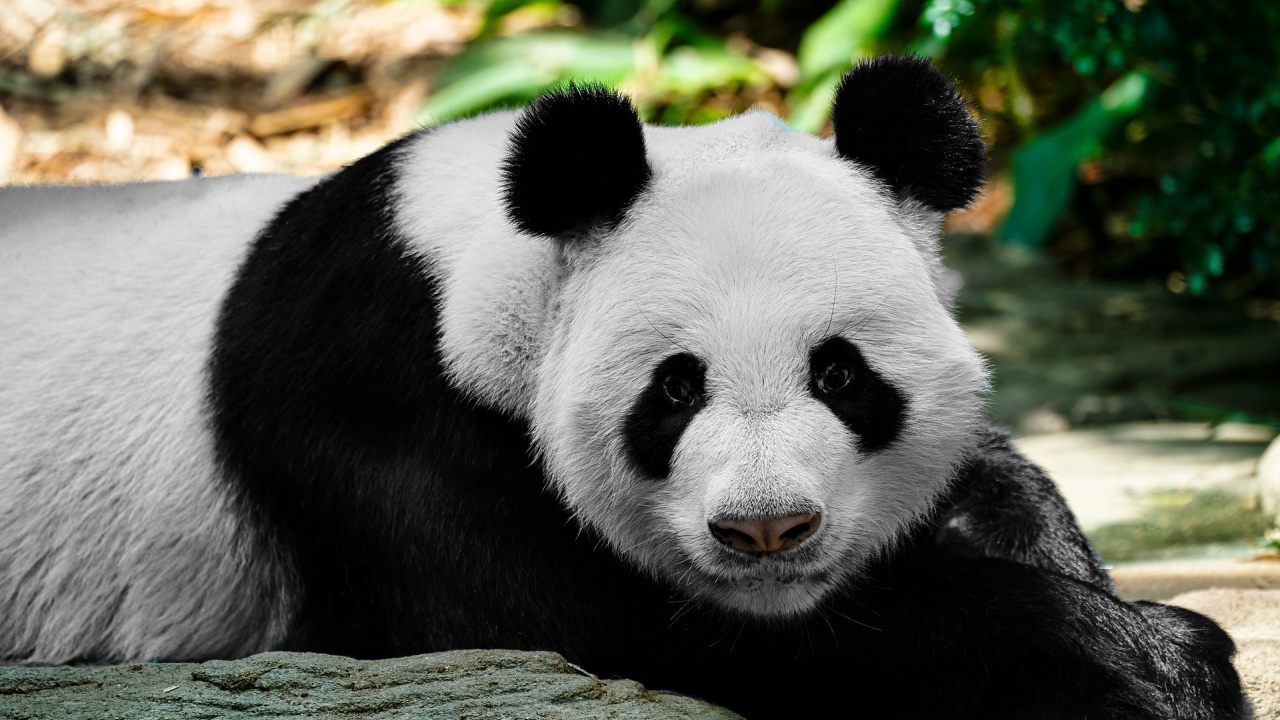 Голямата панда Я Я се връща в Китай след 20-годишен престой в САЩ