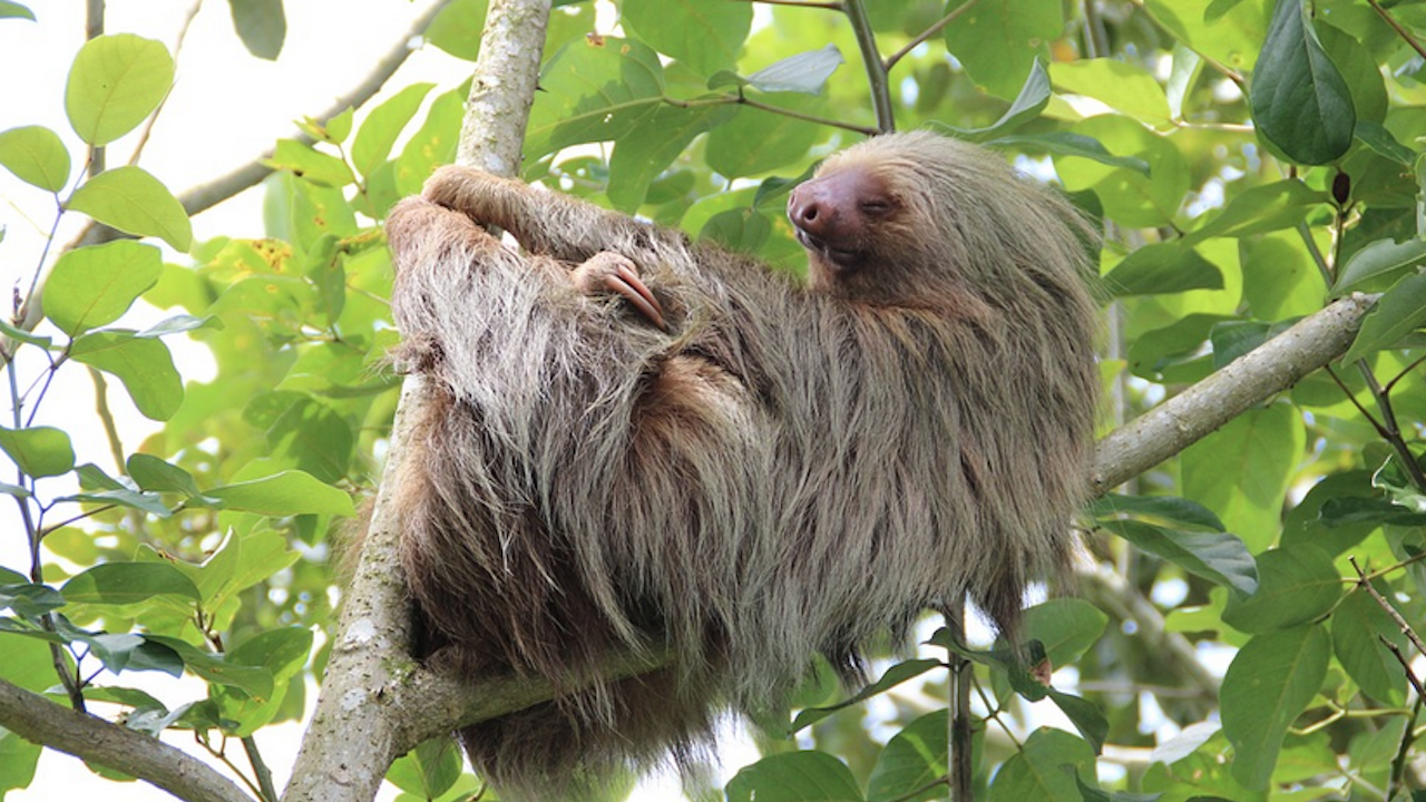 Костариканските ленивци може да са носители на антибиотика на бъдещето