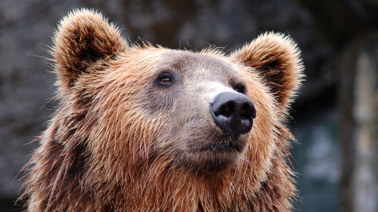 Среднощни патрули на жители на Халкидики поради страх от мечки