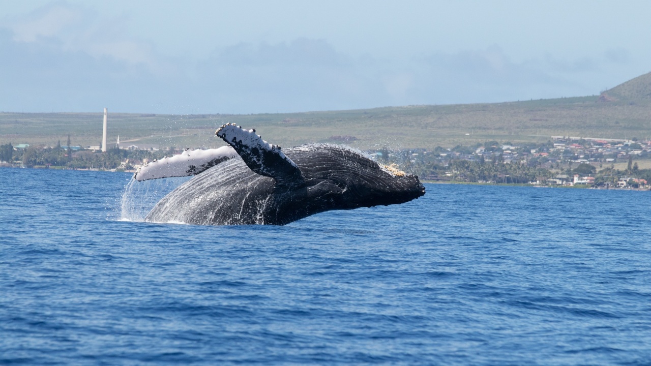 Пеещите гърбати китове реагират на шума на вятъра, но не и на лодките