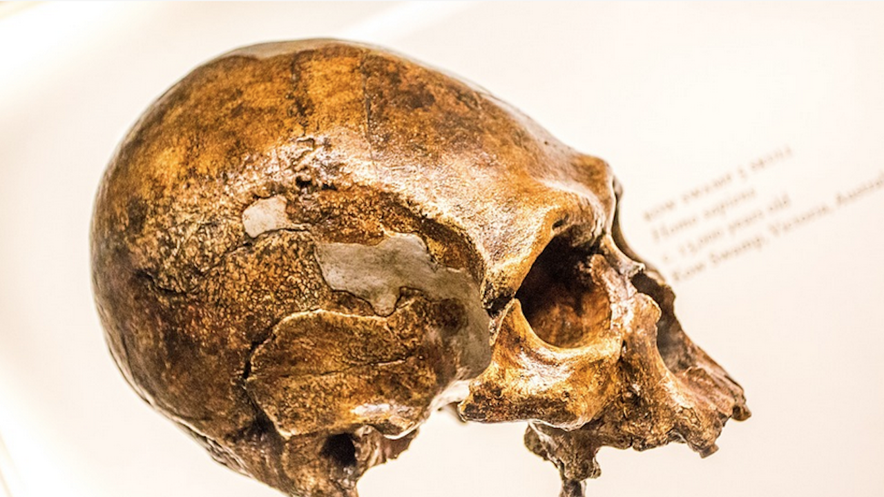 Формата на човешкия нос е наследена от ген на неандерталците