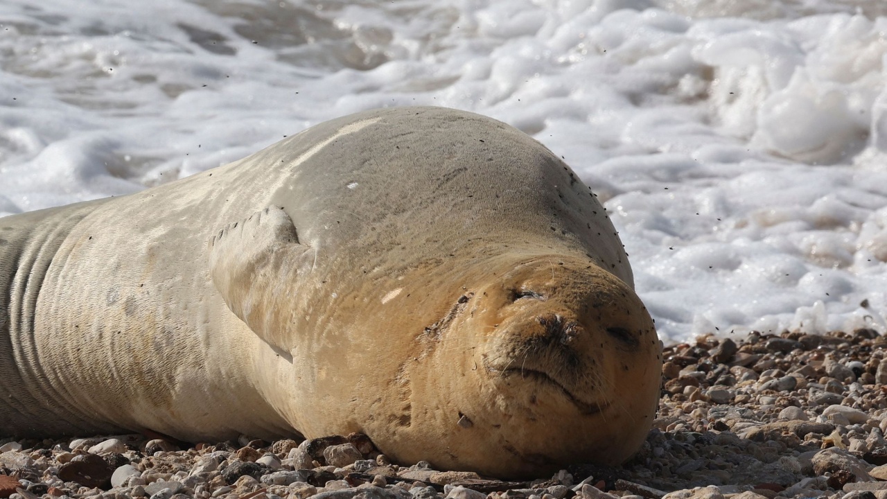 Застрашен вид тюлен се пече на израелски плаж