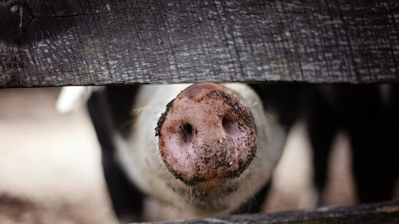 Огнища на африканска чума по свине в Румъния