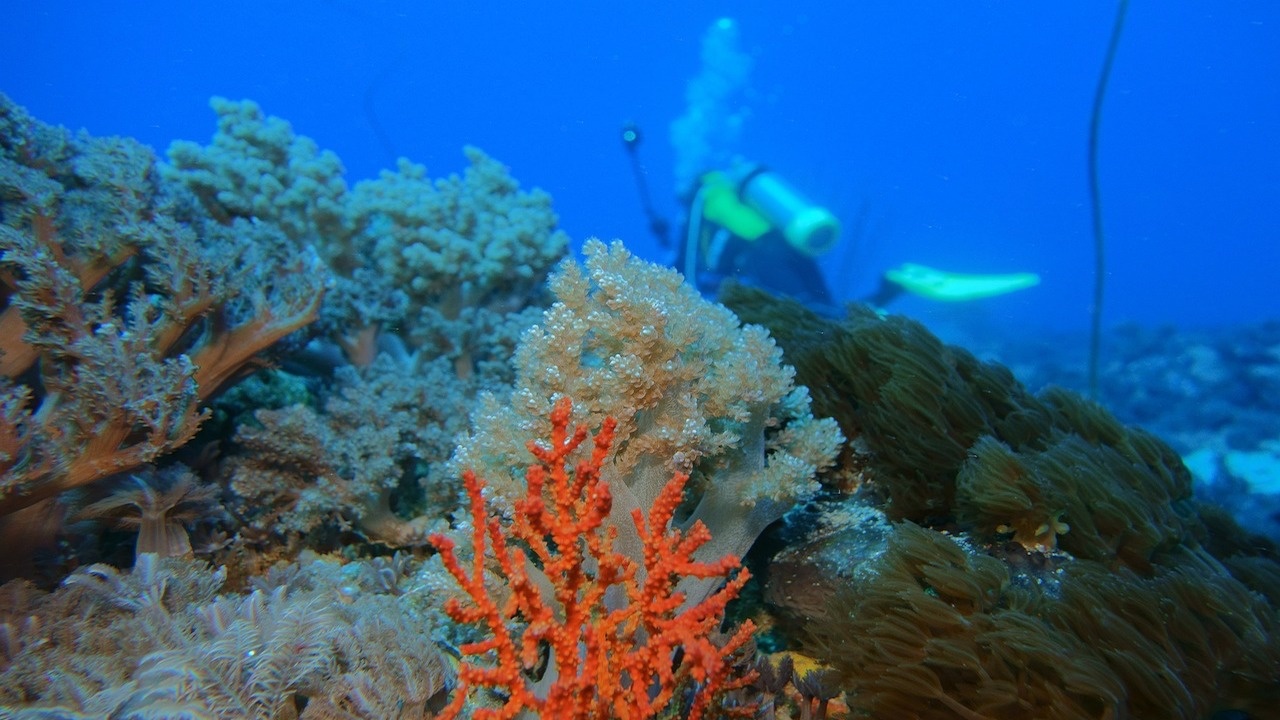 Експедиция на френския изследователски кораб "Тара" разкрива "очарователно разнообразие" на кораловия микробиом